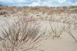 Sanfte Linien in den Dünen
