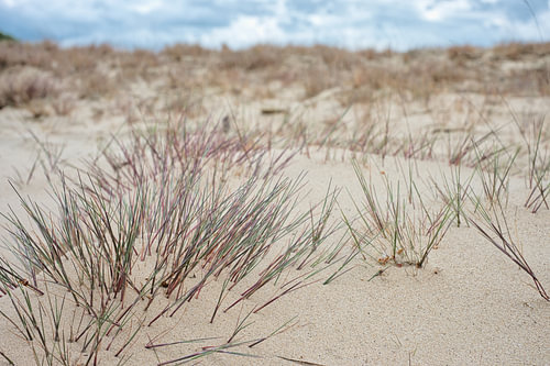 Sanfte Linien in den Dünen