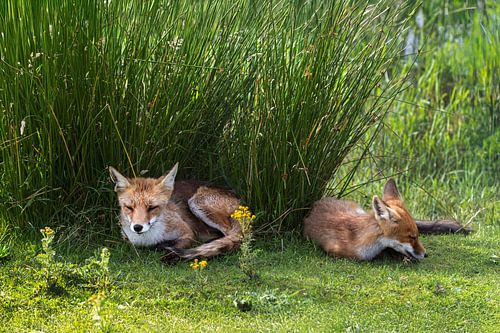Renards au repos