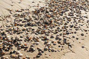 schelpen op het strand van M. B. fotografie