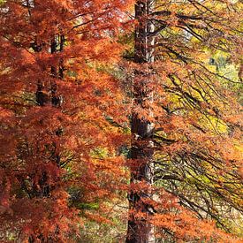 Swamp cypress trees in fall foliage by Ivo Meeus
