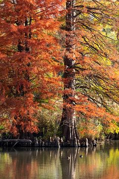 Swamp cypress trees in fall foliage