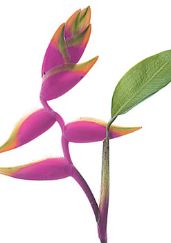 Tropische Eleganz