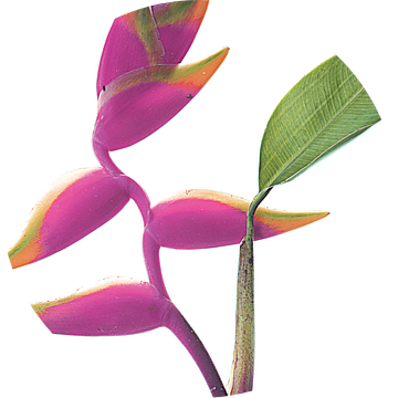 Tropische elegantie van Shot by Clint