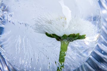 Bellis perennis in crystal clear ice 1 by Marc Heiligenstein