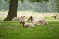 Drents Heideschaap met lammetje