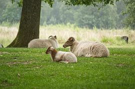 Drents Heideschaap met lammetje von Hans Oudshoorn