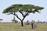 Luipaard in boom op Serengeti van Maurits Kuiper thumbnail