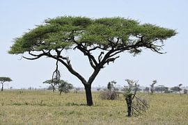 Luipaard in boom op Serengeti by Maurits Kuiper