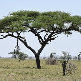 Luipaard in boom op Serengeti by Maurits Kuiper