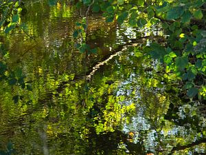 Blätter spiegeln sich in einem Bach von Theo Felten