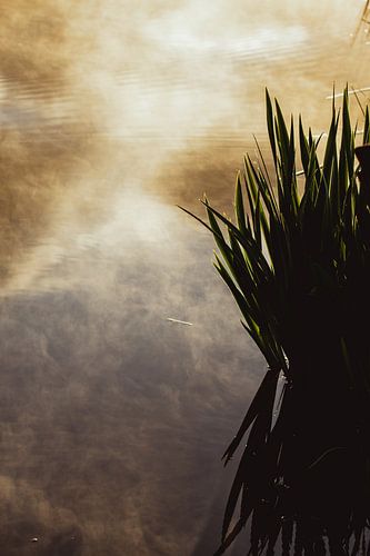 Der Himmel und ein Schilfgürtel spiegeln sich im stillen Wasser des Polders, wo Ober- und Unterwelt ineinander übergehen