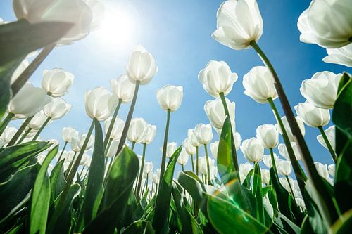 Lente tussen de tulpen