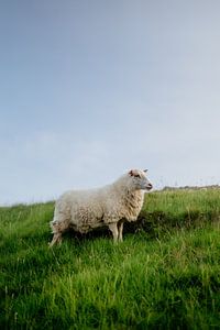 Schaap van Myrthe Vlasveld