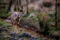 roebuck
