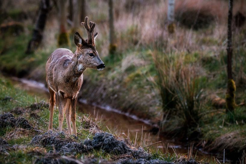 roebuck by Joey Van Hengel