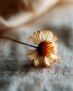 Verblasste Blume auf gewebtem Stoff
