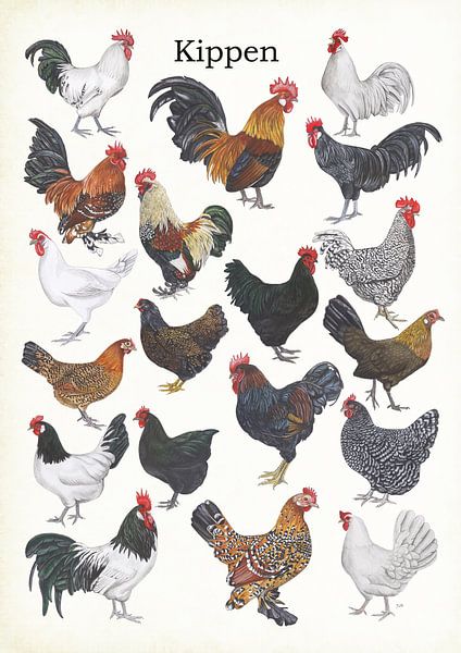 Chickens by Jasper de Ruiter
