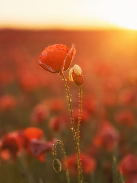 Poppies in the sunrise by Holger Bücker