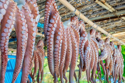 Inktvissen / Calamaris / Squid