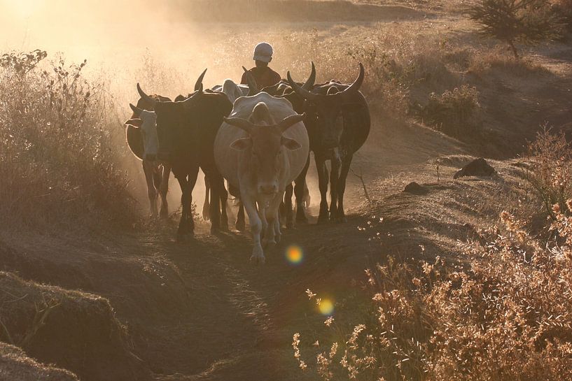 Koeien in tegenlicht par Hilbert Booij