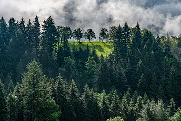 view on mystic trees in black forest, germany by shot.by alexander