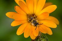 Erwachende Biene auf Ringelblume 2