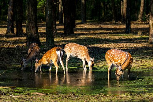 Des cerfs en train de boire 