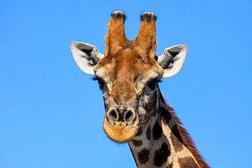 Giraffen in de Namibische Savanne van Roland Brack