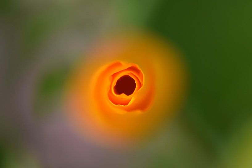 Bloem oranje von Sascha van Dam