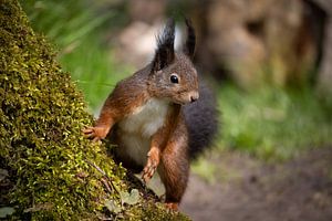 Eichhörnchen