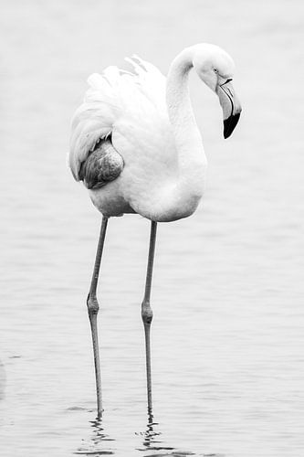 Flamingo in zwart wit | Natuurfotografie