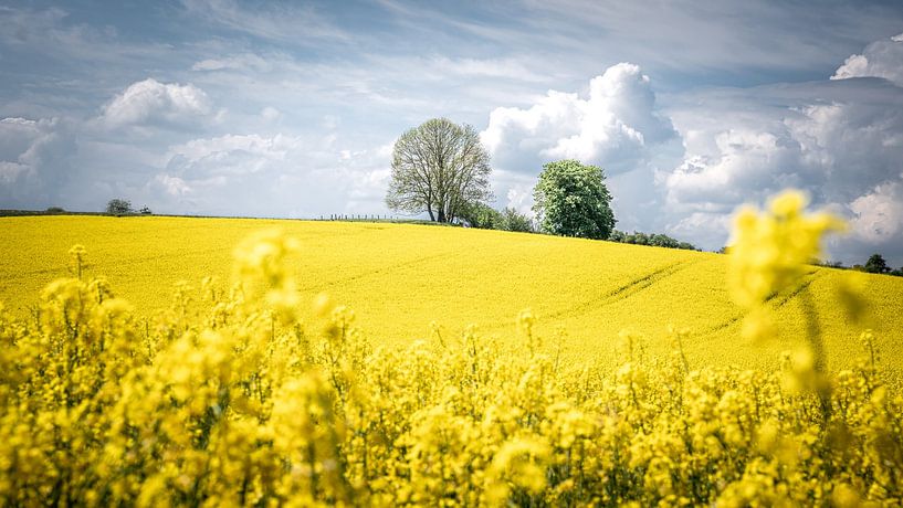 Rape field by Steffen Henze