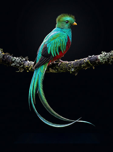 L’': Emerald of the Forest