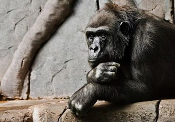 Pensieve houding, hand rekwisieten zijn hoofd. Aapje-mantropoïde gorilla vrouwtje. een symbool van b