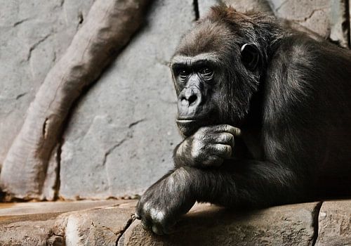 Pensive pose, hand props his head. Monkey anthropoid gorilla female. a symbol of brooding rationalit