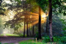 Breda Liesbos in the fog by Egon Zitter