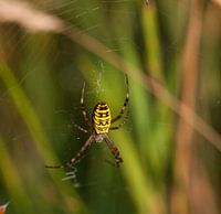 Wespenspin aka Tijgerspin