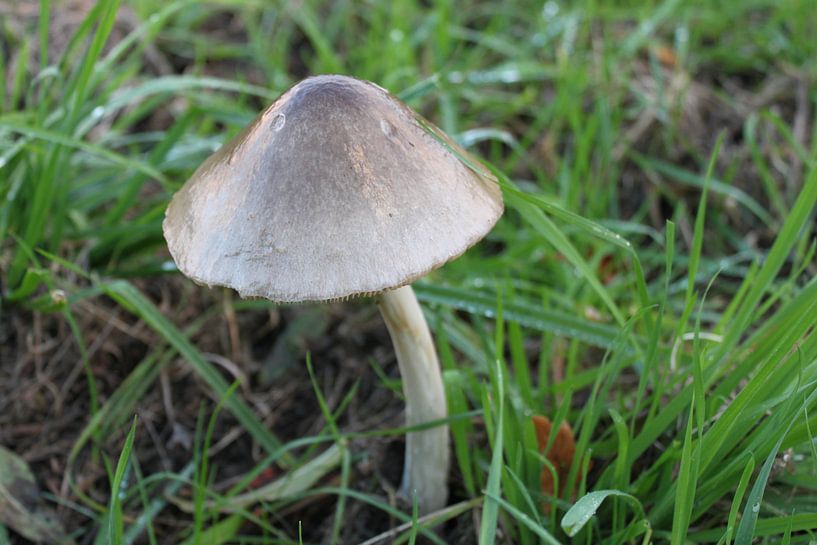 Pilz von Roger Hagelstein