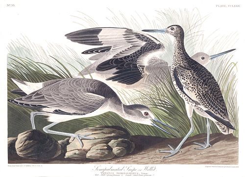 Willet