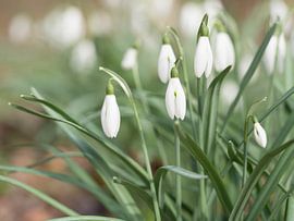 Bosje sneeuwklokjes by Cindy Arts