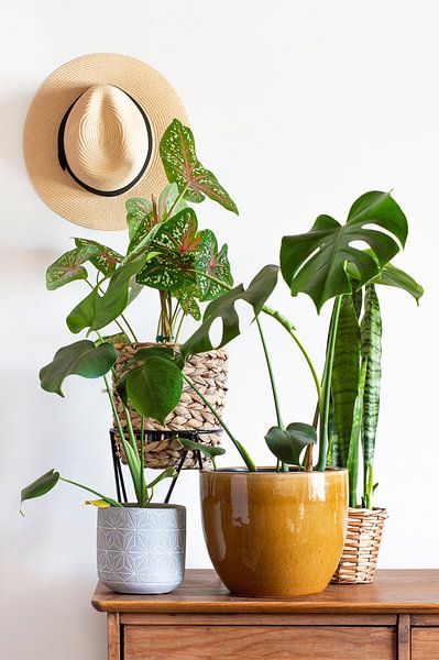 Monstera by Hello Pompoyo
