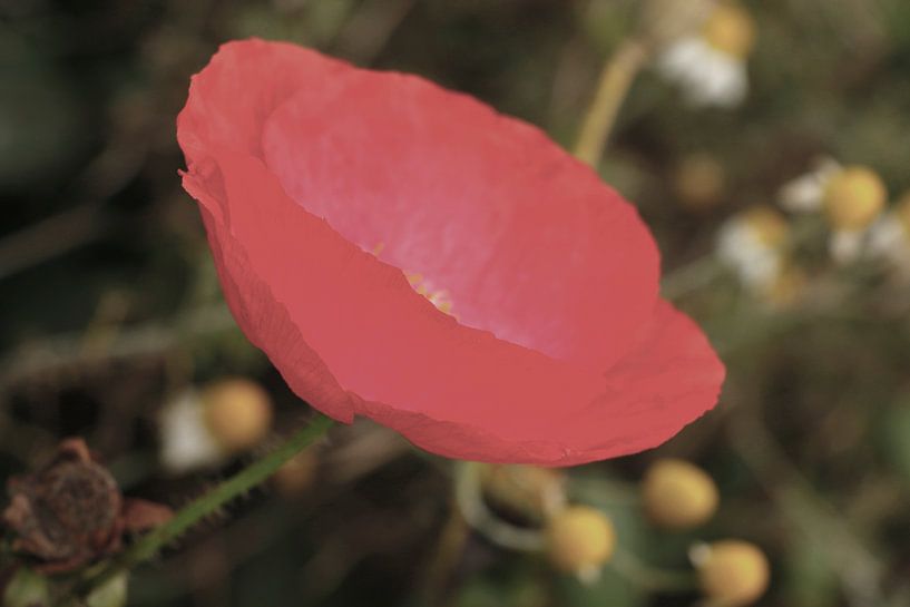 Mohnblume in pink von Cora Unk