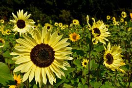 A field of sunflowers in spring by Claude Laprise