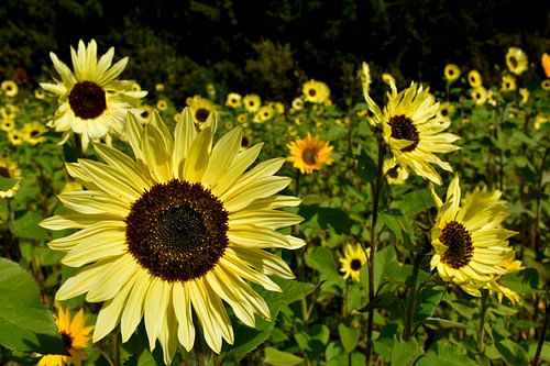 Een veld met zonnebloemen in de lente