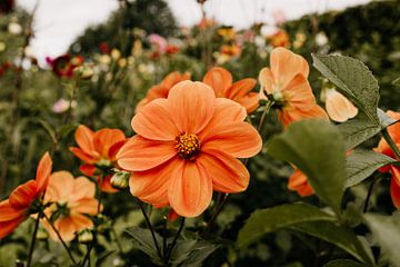 Magnifique champ de fleurs orange