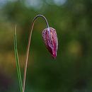 Wild lapwing flower (NL) by Paul van der Zwan thumbnail