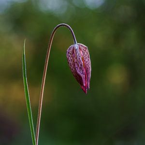 Wildkiebitz-Blume (NL) von Paul van der Zwan