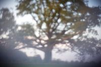 Pinhole Eik