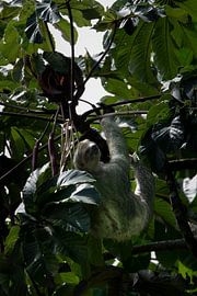 Faultiere - Das Symbol der Ruhe in Costa Ricas Nationalparks